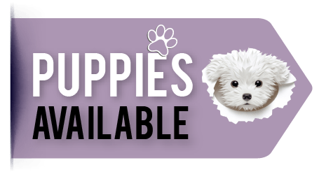 PUPPIES-02